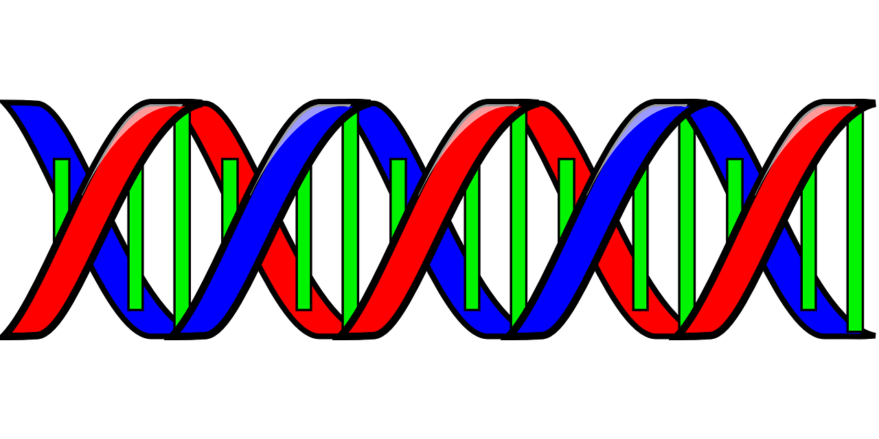 dna, genetic code, double helix-24559.jpg