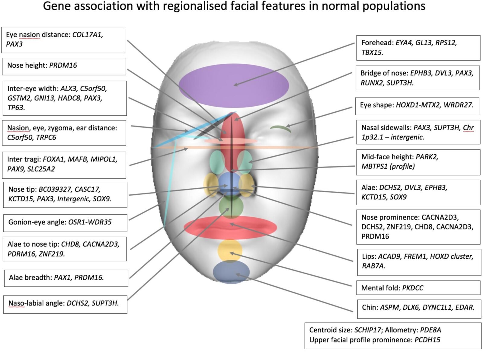 Craniofacial Genetics A Step Into The Future IACDG